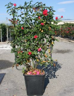 ROSIER grimpant En pot de 15-20 litres forme espalier
