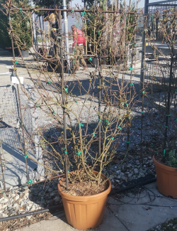 ROSIER grimpant ROUGE En pot de 25-30 litres forme espalier