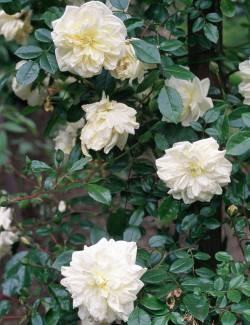 rosier-liane-alberic-barbier-rosa-alberic-barbier-1.jpg