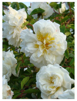 rosier-liane-alberic-barbier-rosa-alberic-barbier.jpg