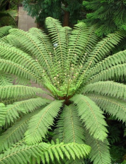 DICKSONIA antartica