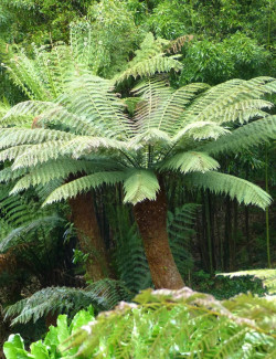 DICKSONIA antartica