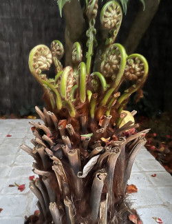 DICKSONIA antartica