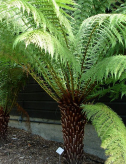 DICKSONIA antartica