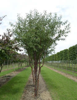 cerisier-a-fleurs-branklyn-prunus-branklyn-3.jpg