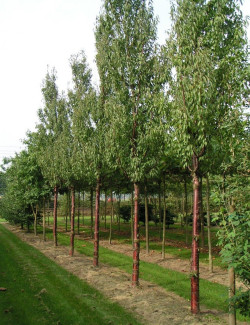 cerisier-a-fleurs-branklyn-prunus-branklyn-4.jpg
