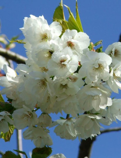 cerisier-a-fleurs-branklyn-prunus-branklyn-2.jpg