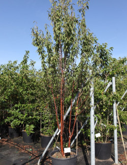 cerisier-a-fleurs-branklyn-prunus-branklyn-6.jpg