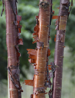 cerisier-a-fleurs-branklyn-prunus-branklyn.jpg