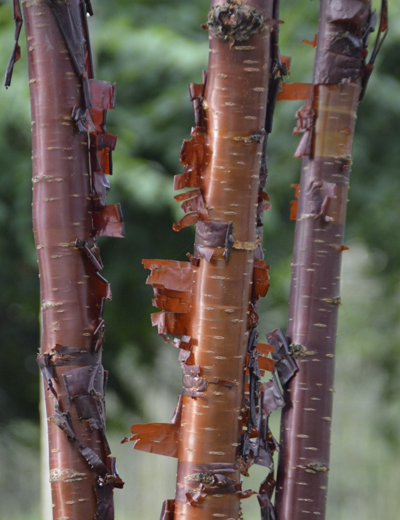 cerisier-a-fleurs-branklyn-prunus-branklyn.jpg
