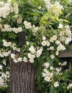 rosier-liane-bobbie-james-rosa-bobbie-james.jpg