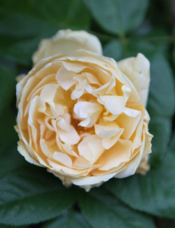 rosier-buff-beauty-rosa-buff-beauty-1.jpg