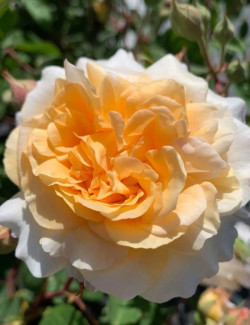 rosier-buff-beauty-rosa-buff-beauty.jpg