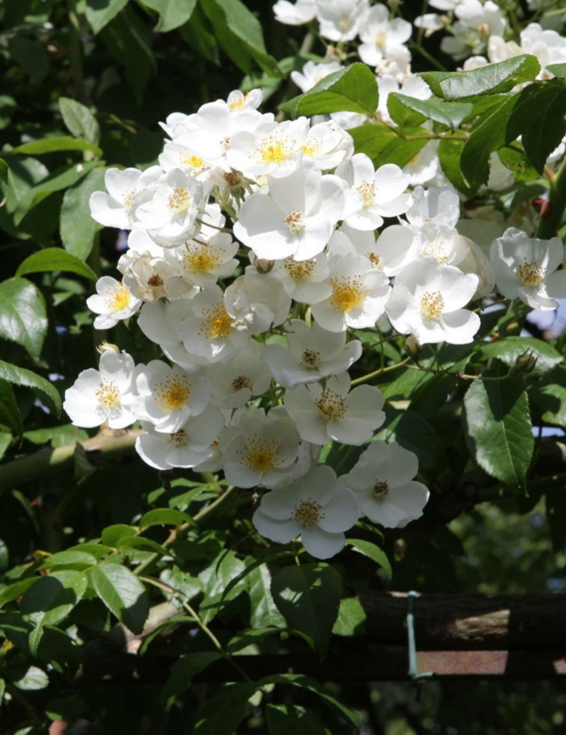 rosier-liane-kiftsgate-rosa-filipes-kiftsgate.jpg