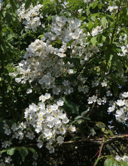 rosier-liane-kiftsgate-rosa-filipes-kiftsgate-1.jpg