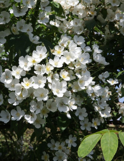 rosier-liane-kiftsgate-rosa-filipes-kiftsgate-2.jpg