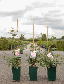 rosier-grimpant-albertine-rosa-albertine-2.jpg