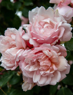 rosier-grimpant-albertine-rosa-albertine.jpg