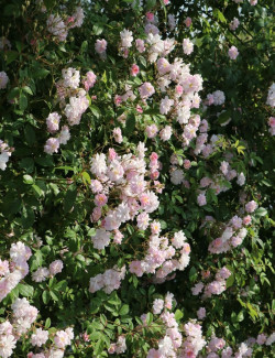 rosier-grimpant-albertine-rosa-albertine-1.jpg