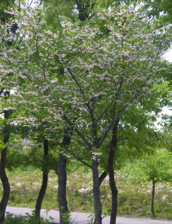 STYRAX japonicus
