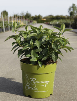 HYDRANGEA RUNAWAY BRIDE En pot de 5-7 litres