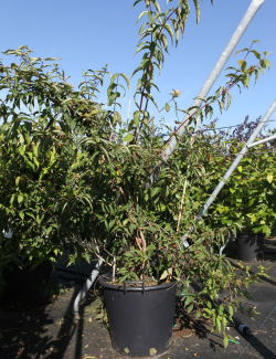 DIPELTA yunnanensis En pot de 50-70 litres buisson hauteur 150-175 cm