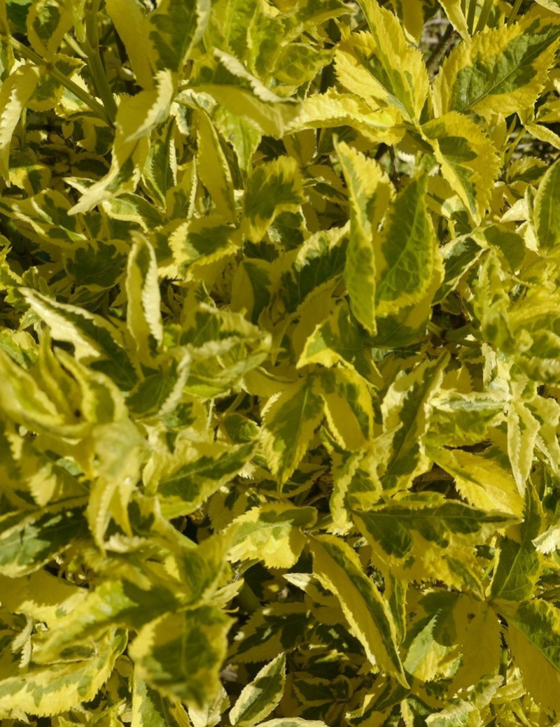 SAMBUCUS nigra MADONNA