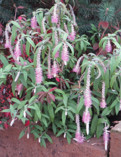rostrinucule-pleureuse-happy-cascade-rostrinucula-dependens-happy-cascade.jpg