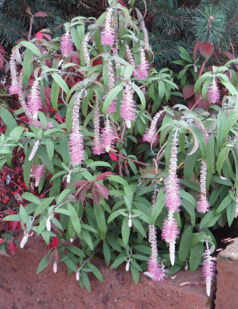 rostrinucule-pleureuse-happy-cascade-rostrinucula-dependens-happy-cascade.jpg