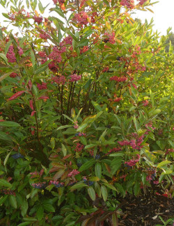 VIBURNUM nudum BRANDYWINE®