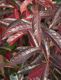 VIBURNUM nudum BRANDYWINE®
