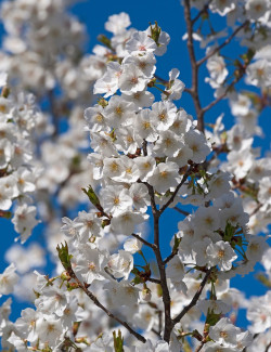 PRUNUS UMINEKO
