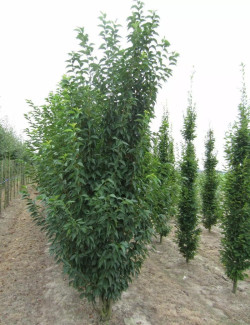PRUNUS UMINEKO