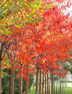 PRUNUS sargentii