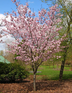 PRUNUS sargentii