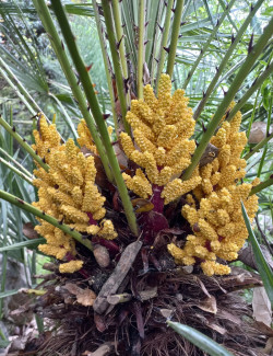 CHAMAEROPS humilis