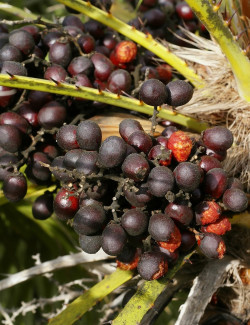 CHAMAEROPS humilis