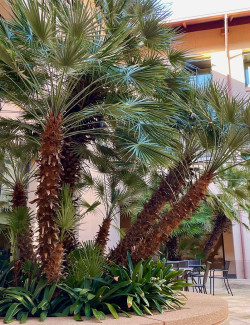 CHAMAEROPS humilis