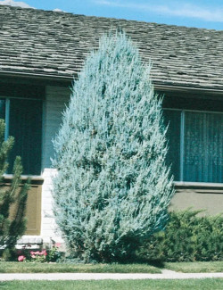 JUNIPERUS scopulorum MOONGLOW