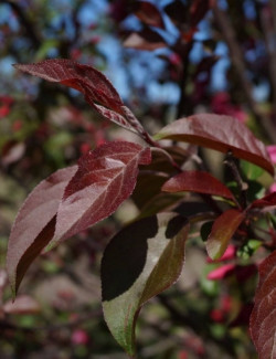 MALUS MOKUM