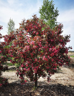MALUS MOKUM