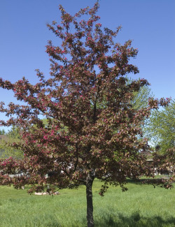 MALUS PROFUSION