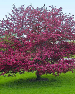 MALUS PROFUSION