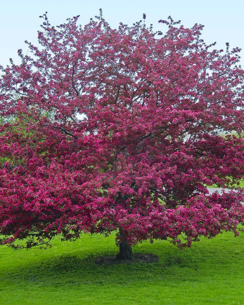 MALUS PROFUSION
