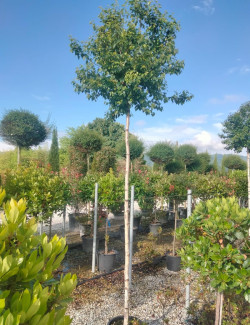 bouleau-verruqueux-magical-globe-betula-pendula-magical-globe-3.jpg