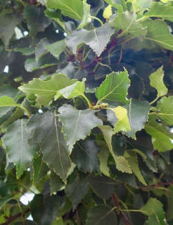 bouleau-verruqueux-magical-globe-betula-pendula-magical-globe-2.jpg