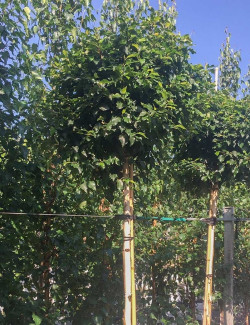 bouleau-verruqueux-magical-globe-betula-pendula-magical-globe.jpg