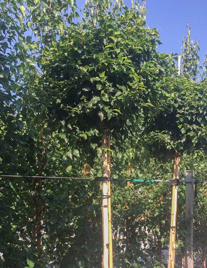 bouleau-verruqueux-magical-globe-betula-pendula-magical-globe.jpg