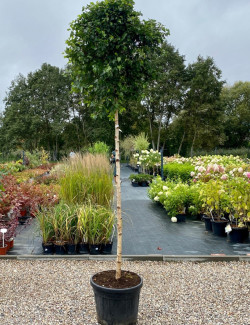 bouleau-verruqueux-magical-globe-betula-pendula-magical-globe-4.jpg
