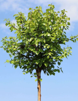 bouleau-verruqueux-magical-globe-betula-pendula-magical-globe-1.jpg